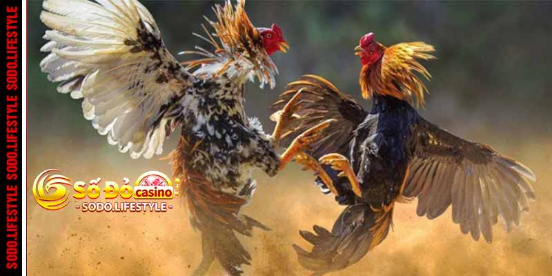 Đá gà Sodo đa dạng kèo cược hấp dẫn