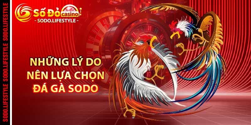 Những lý do nên lựa chọn đá gà Sodo