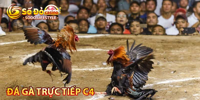 đá gà trực tiếp c4